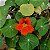 CAPUCHINHA (Tropaeolum majus) - Imagem 1