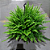 SAMAMBAIA AMERICANA (Nephrolepis exaltata) - Cuia 21 - Imagem 2