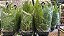 SAMAMBAIA AMERICANA (Nephrolepis exaltata) - Cuia 21 - Imagem 5