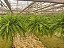 SAMAMBAIA AMERICANA (Nephrolepis exaltata) - Cuia 21 - Imagem 3