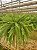 SAMAMBAIA AMERICANA (Nephrolepis exaltata) - Cuia 21 - Imagem 2