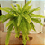 SAMAMBAIA GOLD (Nephrolepis exaltata) - C21 - Imagem 2