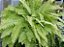 SAMAMBAIA GOLD (Nephrolepis exaltata) - C21 - Imagem 1
