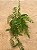 SAMAMBAIA DE METRO (Goniophlebium subauriculatum) - Cuia 21 - Imagem 2