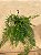 SAMAMBAIA DE METRO (Goniophlebium subauriculatum) - Cuia 21 - Imagem 3