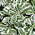 PERIQUITO VARIEGATA (Alternanthera ficoidea 'White Carpet') - Pote 9 - Imagem 1