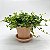 COLAR DE LENTILHA (Peperomia rotundifolia) - Pote 9 - Imagem 3