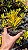 CRÓTON BRASILEIRO FOLHA LARGA (Codiaeum variegatum) - Pote 11 - Imagem 4