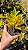 CRÓTON BRASILEIRO FOLHA LARGA (Codiaeum variegatum) - Pote 11 - Imagem 8