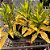 CRÓTON BRASILEIRO (Codiaeum variegatum) - Pote 11 - Imagem 3