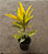 CRÓTON BRASILEIRO (Codiaeum variegatum) - Pote 11 - Imagem 2