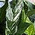 LÍRIO DA PAZ VARIEGATA (Spathiphyllum wallisii 'variegata) - Pote 15 - Imagem 1