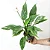 LÍRIO DA PAZ VARIEGATA (Spathiphyllum wallisii 'variegata) - Pote 15 - Imagem 2