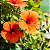 HIBISCO LARANJA (Hibiscus rosa-sinensis) - Muda com até 70 cm - Imagem 2