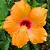 HIBISCO LARANJA (Hibiscus rosa-sinensis) - Muda com até 70 cm - Imagem 1