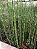 CAVALINHA (Equisetum) - Pote 15 - Imagem 3