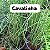 CAVALINHA (Equisetum) - Pote 15 - Imagem 2