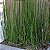CAVALINHA (Equisetum) - Pote 15 - Imagem 1