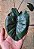 ALOCÁSIA CHOCOLATE (Alocasia 'Chocolate Green') - Pote 12 - Imagem 3