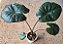 ALOCÁSIA CHOCOLATE (Alocasia 'Chocolate Green') - Pote 12 - Imagem 4