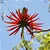 MULUNGU DO LITORAL (Erythrina speciosa) - Muda com até 70 cm - Imagem 1