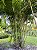 ARECA BAMBU (Dypsis lutescens) - Muda com 60 cm - Imagem 3