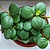 PEPERÔMIA COLAR (Peperomia tetraphylla ‘Hope’) - Pote 9 - Imagem 1