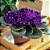 VIOLETA (Saintpaulia ionantha) - Pote 11 - Imagem 1