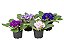 VIOLETA (Saintpaulia ionantha) - Pote 11 - Imagem 2