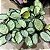 MARANTA ou Calathea Saturno - Pote 12 - Imagem 4