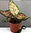 Aglaonema 'Brenda' - Pote 12 - Imagem 1