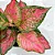 Aglaonema 'Pink' - Pote 12 - Imagem 1