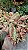AGLAONEMA PINTAS AMARELAS - Pote 12 - Imagem 3