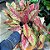 Aglaonema Vermelha e Amarela - Pote 12 - Imagem 2
