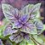 MANJERICÃO ROXO (Ocimum basilicum) - Imagem 1