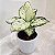 Aglaonema Branca 'White Joy' (Aglaonema commutatum) - Pote 12 - Imagem 1