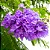 JACARANDÁ MIMOSO (Jacaranda mimosifolia) - Muda com até 1 metro - Imagem 1