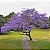 JACARANDÁ MIMOSO (Jacaranda mimosifolia) - Muda com até 1 metro - Imagem 2