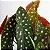 Begonia Maculata - Pote 17 - Imagem 1