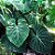 FILODENDRO GLORIOSO (Philodendron gloriosum) - Pote 15 - Imagem 4
