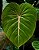 FILODENDRO GLORIOSO (Philodendron gloriosum) - Pote 15 - Imagem 1