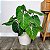 FILODENDRO GLORIOSO (Philodendron gloriosum) - Pote 15 - Imagem 5