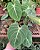 FILODENDRO GLORIOSO (Philodendron gloriosum) - Pote 15 - Imagem 2