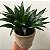 DRACENA COMPACTA (Dracaena deremensis Compacta) - Pote 17 - Imagem 1