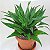 DRACENA COMPACTA (Dracaena deremensis Compacta) - Pote 17 - Imagem 2
