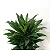 DRACENA COMPACTA (Dracaena deremensis Compacta) - Pote 17 - Imagem 3