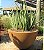 LANÇA DE SÃO JORGE (Sansevieria cylindrica) - Pote 24 - Imagem 1