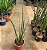 LANÇA DE SÃO JORGE (Sansevieria cylindrica) - Pote 24 - Imagem 2
