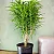 DRACENA ou PLEOMELE FITA (Dracaena reflexa 'Anita') - Pote 8L com 80 cm - Imagem 2