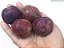 AMEIXA ROXA CENTENÁRIA (Prunus salicina) - Muda Enxertada com até 1,20m - Imagem 3